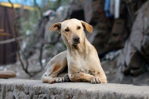 street dog saved life