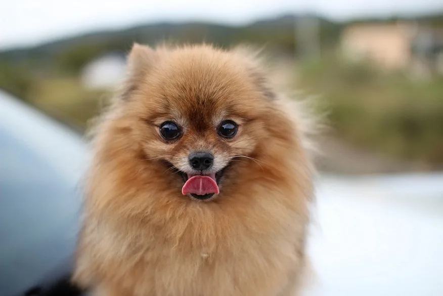 Pomeranian Dog breed info