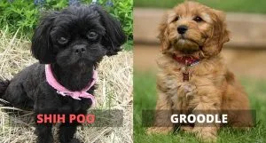 shih poo groodle comparison