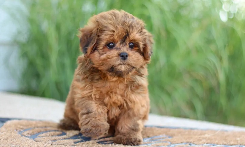 10 Shih Poo Haircuts That Will Keep Your Pup Looking Adorable and Healthy - wide 1