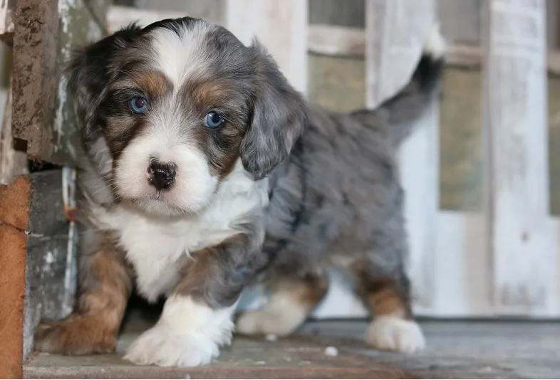 tiny-bernedoodle