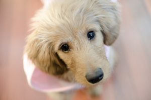 goldendoodle and groodle names