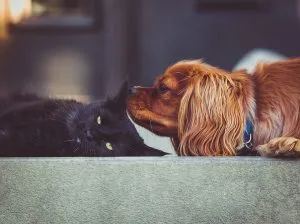 Cat-Friendly Dog Breeds