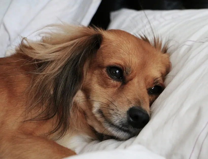Can dogs get a Coronavirus