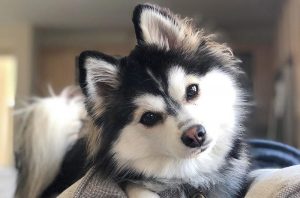 Pomsky puppies for sale