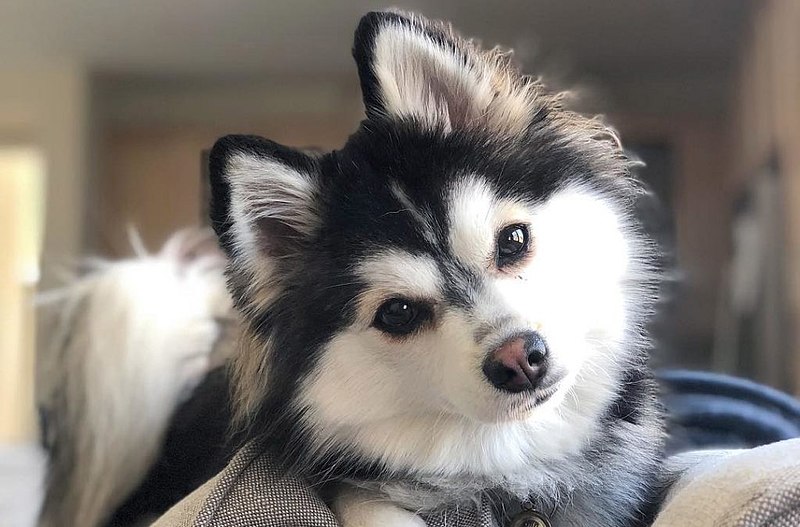 Best Pomsky Breeders Around the World 