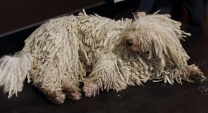 Komondor dog breed
