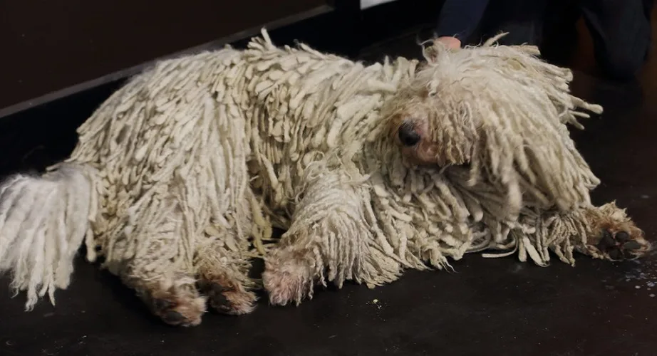 Komondor dog breed