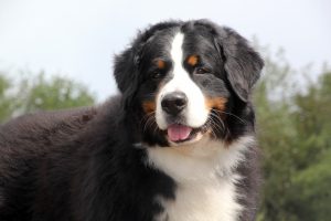 Bernese Mountain Dog
