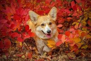 Corgi Pros and cons