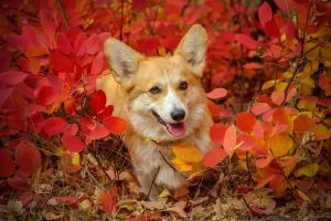 Corgi Pros and cons