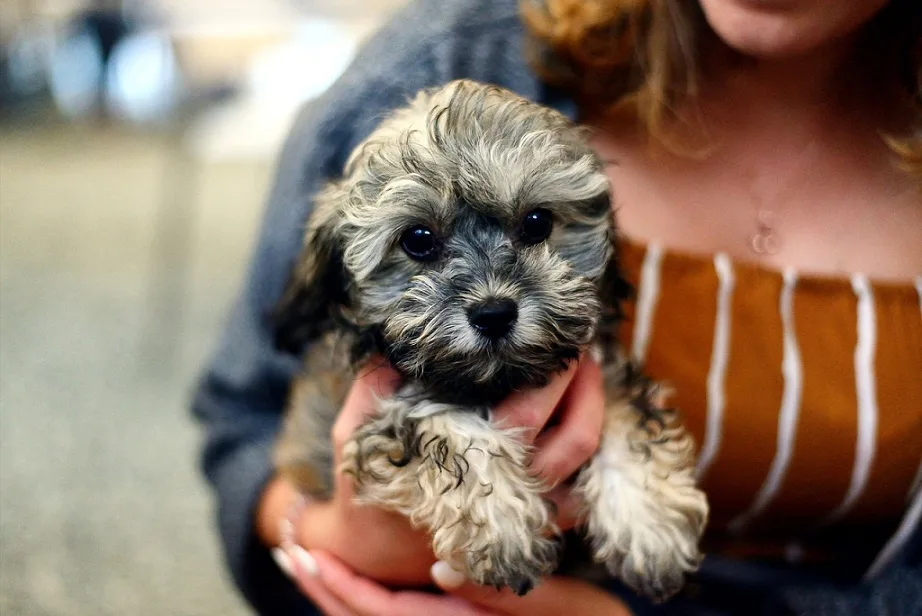 Shih Poo temperament