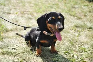 dachshund facts
