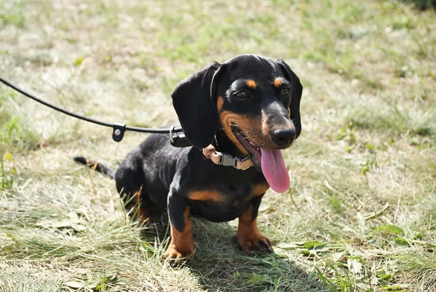 dachshund facts