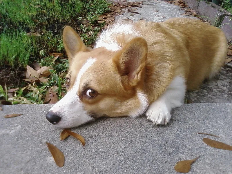 corgi adoption stories