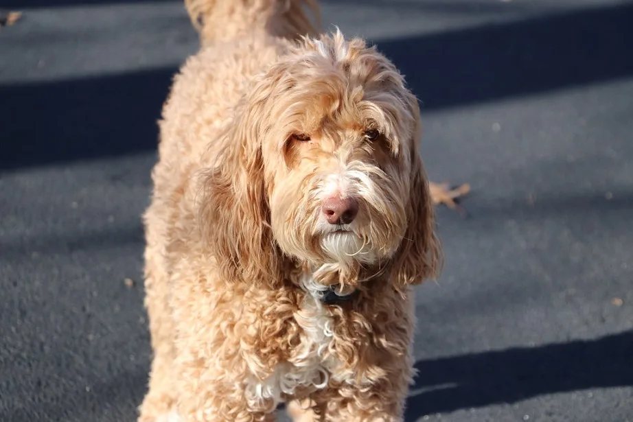Labradoodle names male female