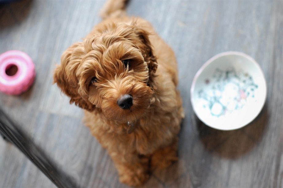 are labradoodles good running partners