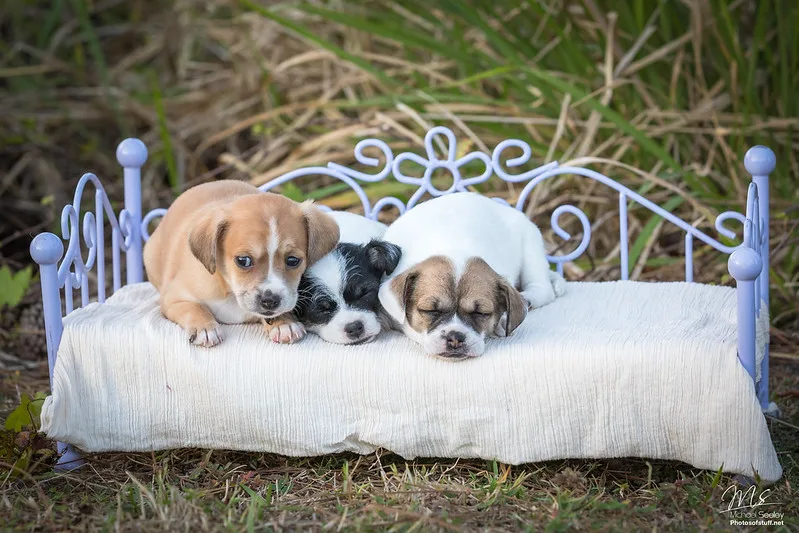 puppy breeders