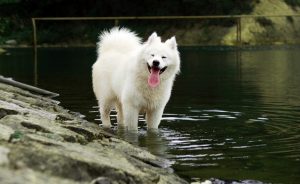 Samoyed dog breed information