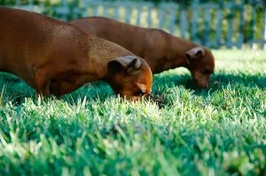 Dog eating poop