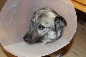 Dog With Coronavirus Positive