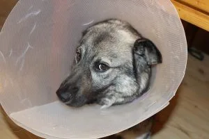 Dog With Coronavirus Positive