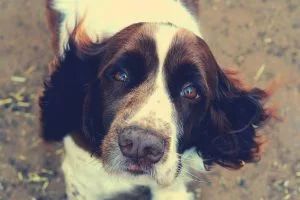 English Springer Spaniel