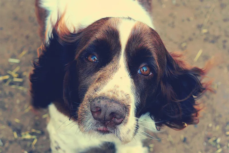 English Springer Spaniel
