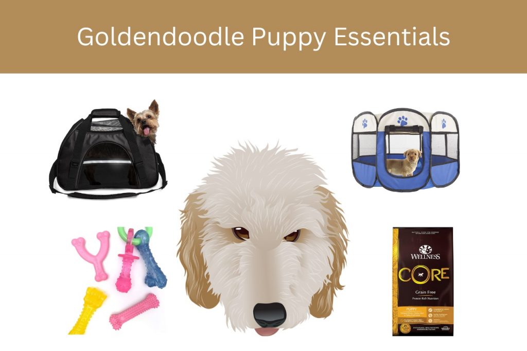 goldendoodle puppy essentials