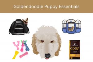 goldendoodle puppy essentials