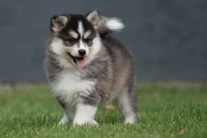 Pomsky pros and cons