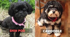 shih poo vs cavoodle comparison