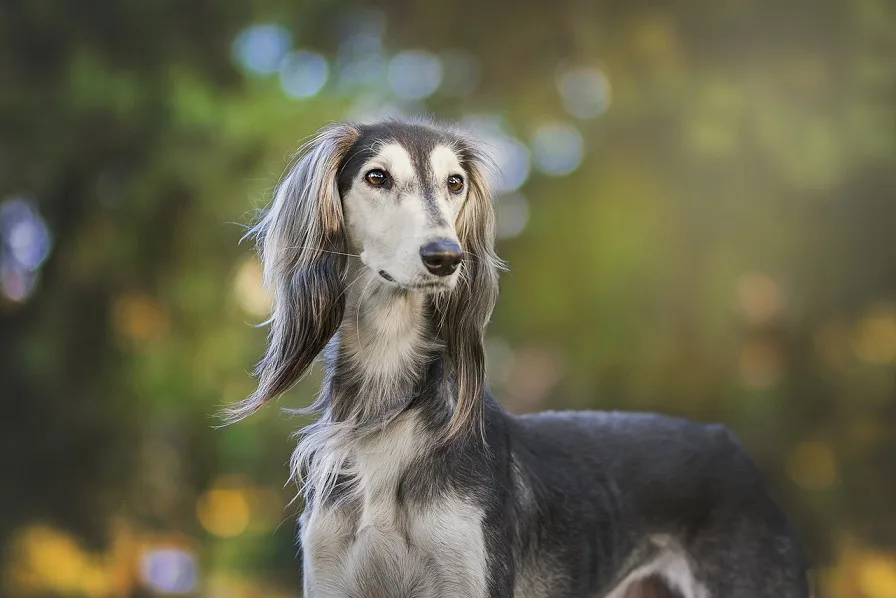 saluki dog rarest dog breed