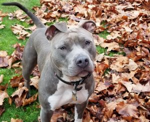 blue-nose-pitbull