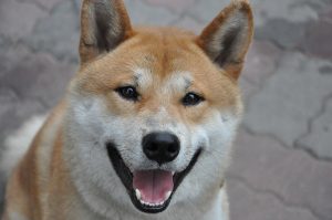 Shiba Inu dog