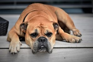 Take care of dog during lockdown