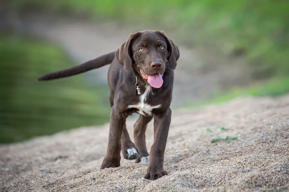 labrador retriever dog breed info