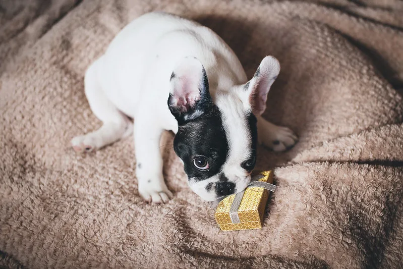 puppy human food