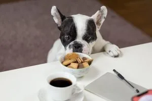 food dog names