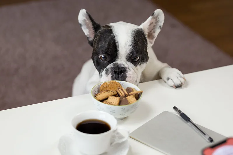 food dog names