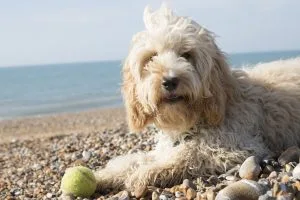 cockapoo cockerpoo cockapoodle