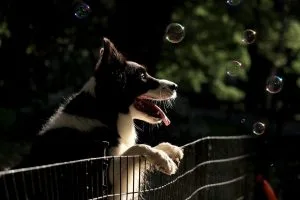 pet psychic found lost dog