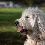 Labradoodle breeders