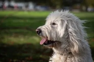 Labradoodle breeders in the us