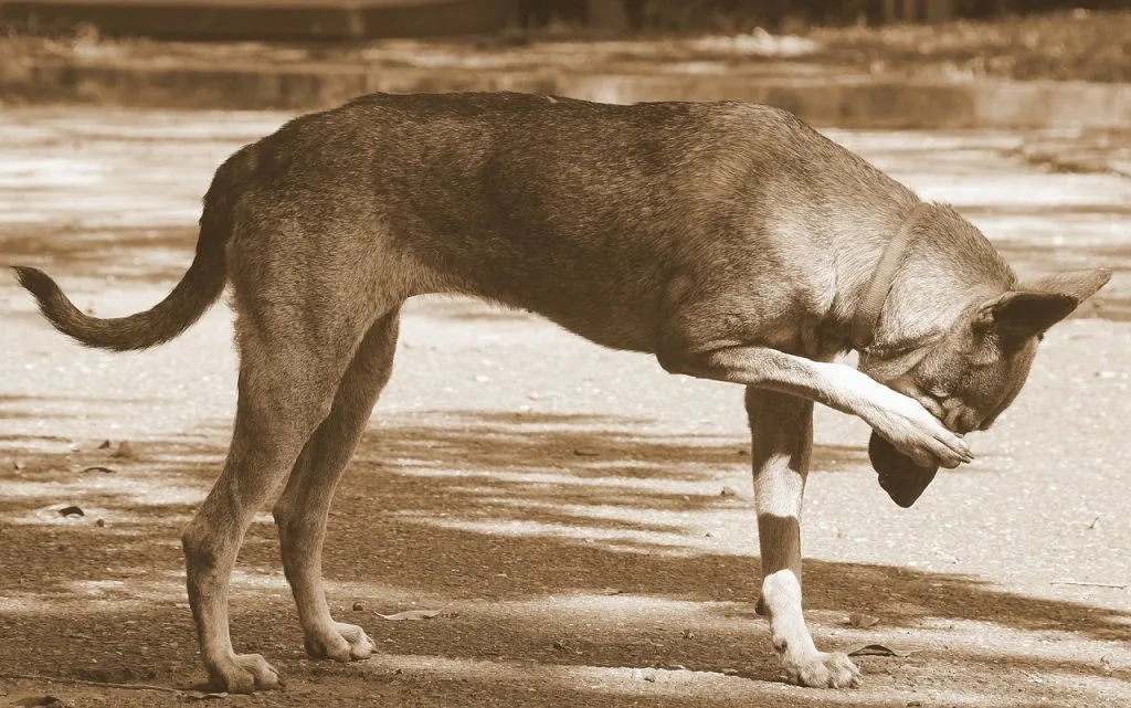 dog fleas