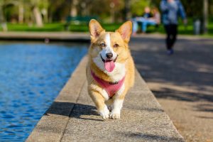 corgi health diseases