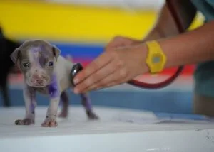 dog first aid kit