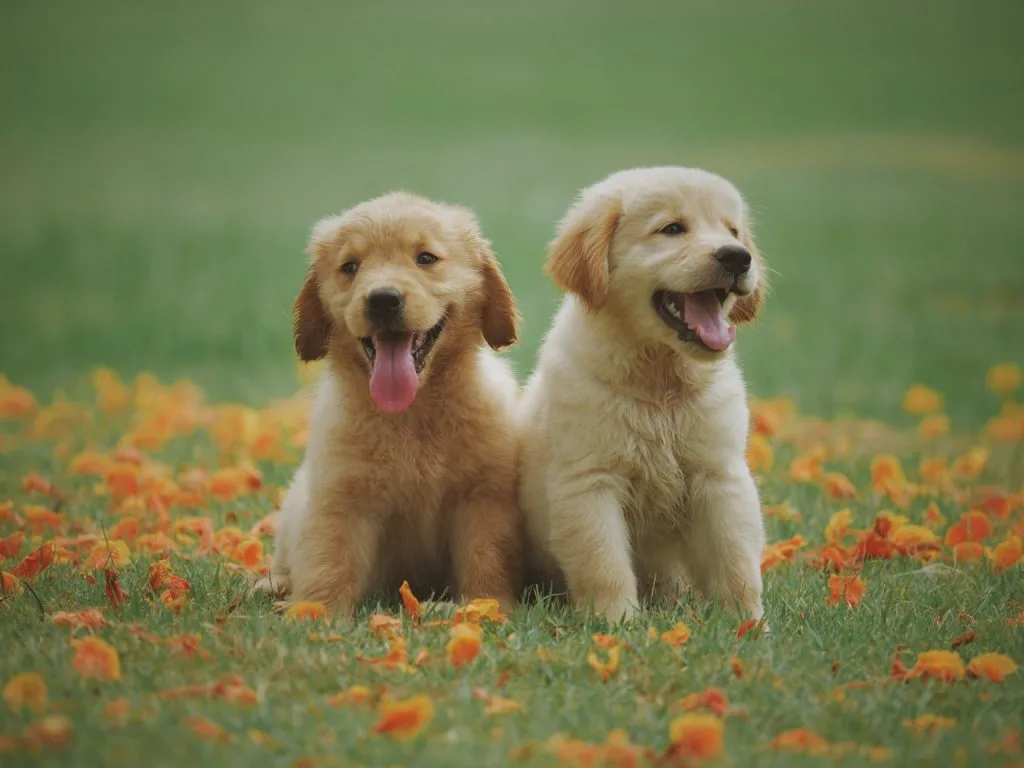 questions about dogs
