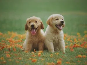 questions about dogs