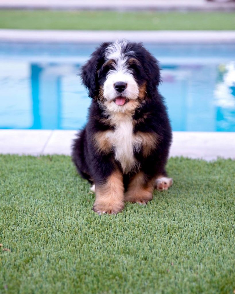 ultra bernedoodle